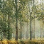 Seeing Trump's Forest
