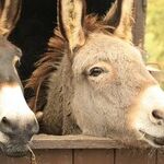 Identity Politics: A Cynical Electoral Tactic