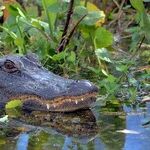 Florida: America's Jihad Playground