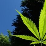 A Conservative Mom Breaks the Pot Taboo