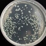 The Crisis in America's Crime Labs