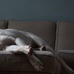 The Watchdogs Nap for Biden