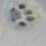 The 'Purrrfect' Press Pandering Over Biden's New Cat