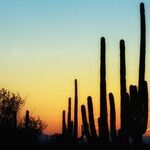 Arizona's Cowardly Katie Avoids All Debates