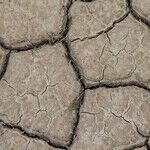 Democracy Dies in Climate Panic