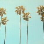 California: Where Common Sense Goes To Die
