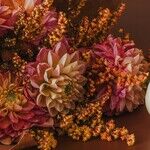 The Zen of Thanksgiving