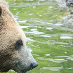 We Should Rethink Naming Wild Animals