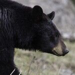Bear Envy: Why Can't We Hibernate, Too?