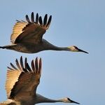 Nature's Great Bird Migration Under Threat by You-Know-Who