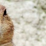 The Deep Meaning of Groundhog Day