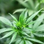 Why Canadians Rule the Cannabis Business