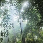 Trees Capture Carbon and Dollars