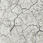 Climate Change Has Minor Winners and Big Losers