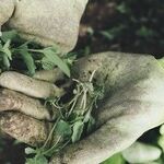 Will Home Farming Survive a Vaccine?