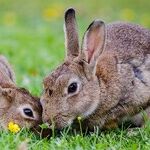 Some of You Rabbits Are Winning. Others Not
