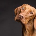 Will My Dog Really Miss Me?