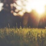 The Quest for a Perfect Lawn Leads to Insanity