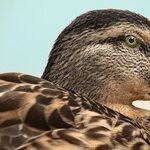 Regulating Duck Art is Honking Silly