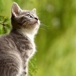 Your Fluffy Kitty Is a Killing Machine