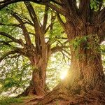Trees Can Help Beat the Heat
