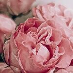 The Tariff Target on Roses Makes Zero Sense