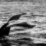 After the Great Orange Whale