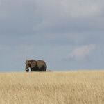 From Elephant to Tortoise, a GOP Manifesto