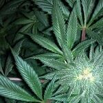 Reefer Madness and the Election