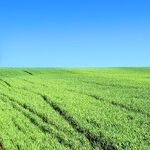 Pressure Builds for Trump to Change Federal Ethanol Mandate