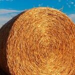 From Your Table to Their Farm
