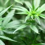 Biden Punts on Pot