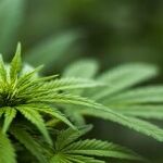 Prepare for Legal Marijuana