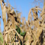 Corny Crony Capitalism in Iowa
