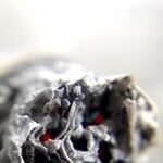 The Cannabis Exception to the Second Amendment