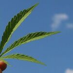 5 Things Canada Got Right When It Legalized Pot: What We Can Learn from Our Northern Neighbors