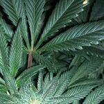 One Cheer for Kamala's Cannabis Candor: The Presidential Contender Is a Johnny-Come-Lately on Legalization, but She Is Right About the Importance of Fun