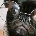 Puppies and Kittens Trump the Constitution: The New Federal Ban on Animal Cruelty Converts the Commerce Clause Into a General Police Power