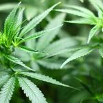 Biden's Drug Policies Are Still Oppressive: The Reformed Drug Warrior Opposes Marijuana Legalization and Supports 'Mandatory Rehabilitation' for People Who Violate the Government's Pharmacological Decrees