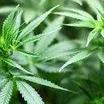 Six Marijuana Legalization Lessons: Three Recently Approved Plans Show What Politicians Have Learned (or Failed to Learn) Since Colorado Became the First State to Allow Recreational Use