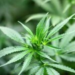 When Will Democrats Get Serious About Repealing Pot Prohibition? Instead of Building on Republican Support for Federalism, They Seem Determined to Alienate Potential Allies