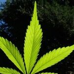 Chuck Schumer Learned Nothing From the Failure of Pot Legalization in California: The Senate Majority Leader's Marijuana Bill Would Pile on More Taxes and Regulations, Despite Years of Complaints About the Barriers They Create