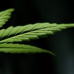 The Biden Administration Still Insists That Cannabis Consumers Have No Right to Arms: As Pot Prohibition Collapses Across the Country, That Policy Is Increasingly Untenable