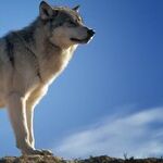 In the Land of the Boy Who Cried Wolf
