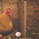 The Great Chicken Egg Conspiracy