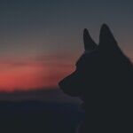 Everybody's Wolves Come Home to Roost