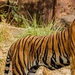 The Tiger by the Tail