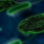 Germs Multiply While CDC Fiddles