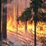 The Burning Issue with California Fires