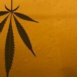 Pols Not Telling You About Dangers of Legalizing Weed